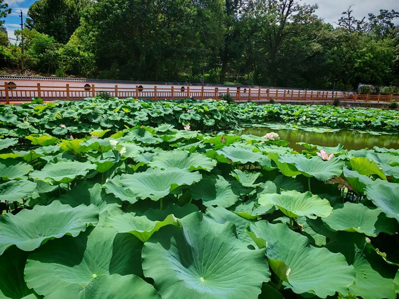球速体育Welcome:马鞍山花山区:以城市内涵式发展打造“美丽样本”(图1)