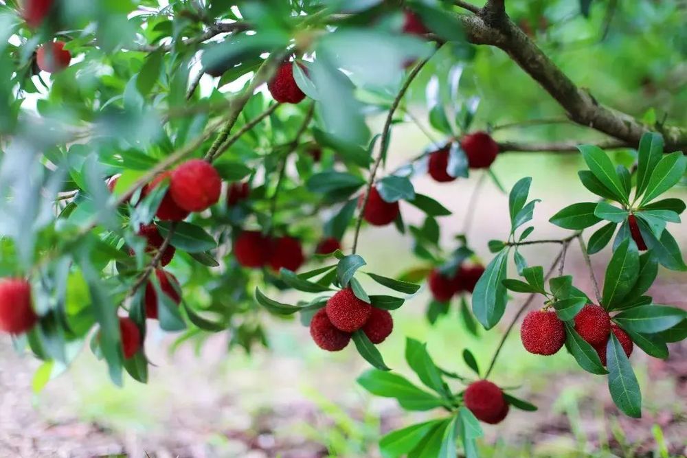 2025和合文化论坛开幕在台州看见和合之美(图14)